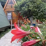 Pensjonat Oran Pansiyon Agac Evler *